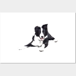 Border Collie on a white background Posters and Art